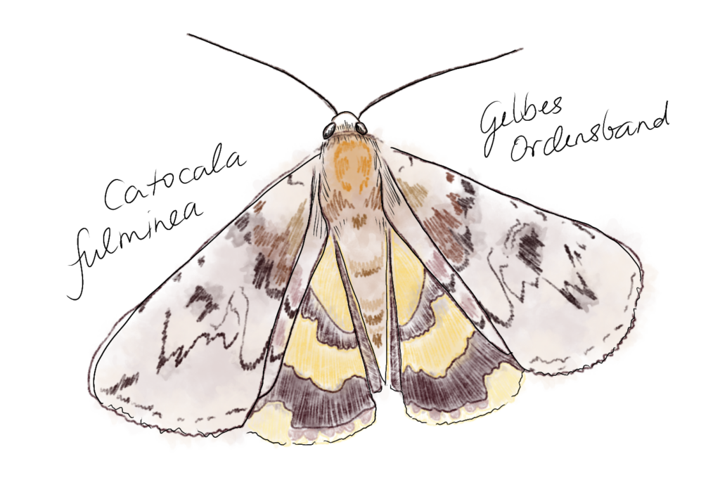 Handskizze Gelbes Ordensband (Catocala fulminea)