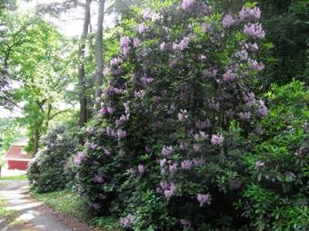Rhododendronallee