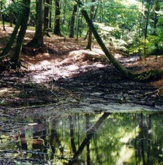 Waldpark Semper vor der Wiederherstellung