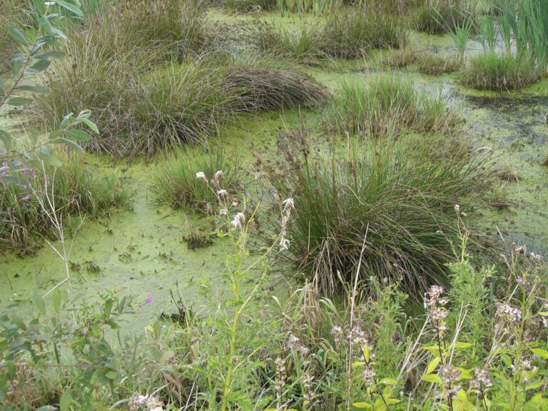 überflutete Grünlandflächen am Ossen