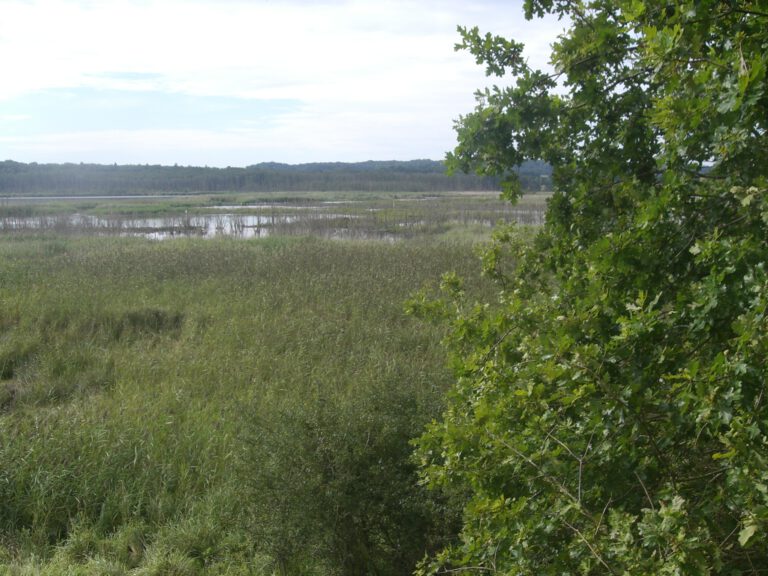 überflutete Grünlandflächen am Ossen