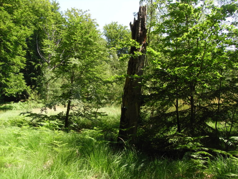 abgestorbener Baum in der Granitz