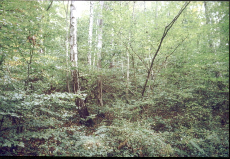 Waldpark Semper vor der Wiederherstellung