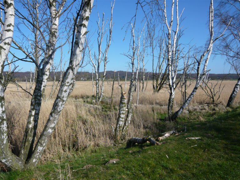 Grünland am Neuensiner See mit absterbenden Birken